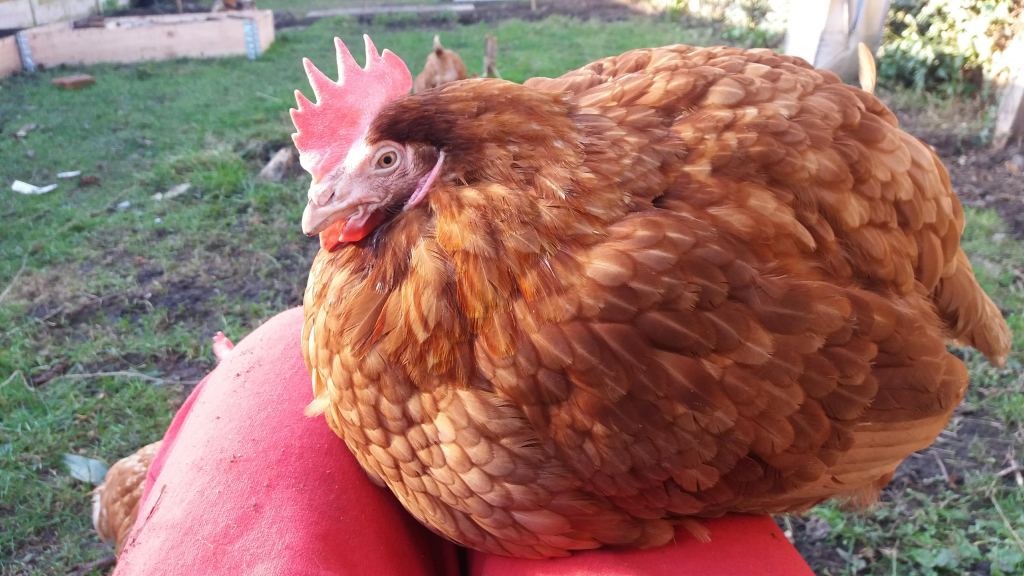 A chicken with very fluffed up feathers is sitting on someone's lap. There is a view of a garden behind her.