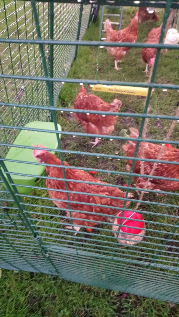 There are six scruffy chickens inside a run.