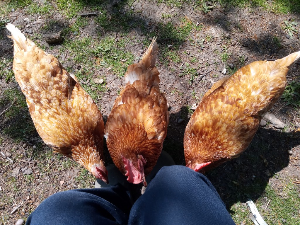 Three ginger chickens pecking at someone's ankles